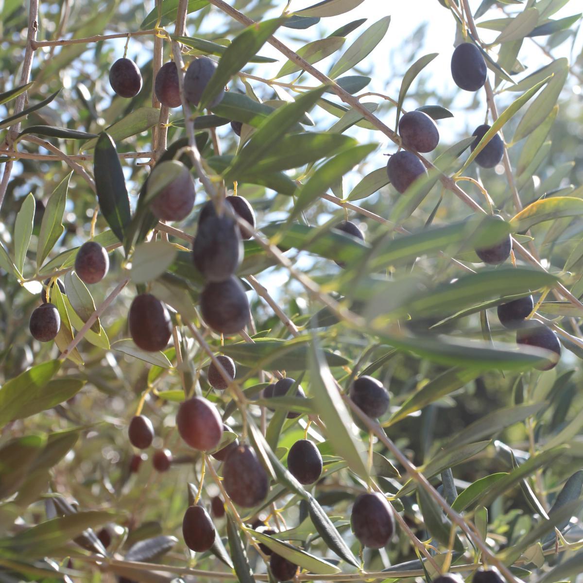 Oliven ernte